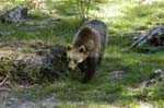 braunbaer_6559
