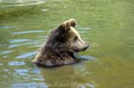 braunbaer_6567