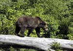 braunbaer_6582