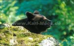 braunbaer_009