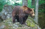 braunbaer_010