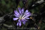 grosser_arber8