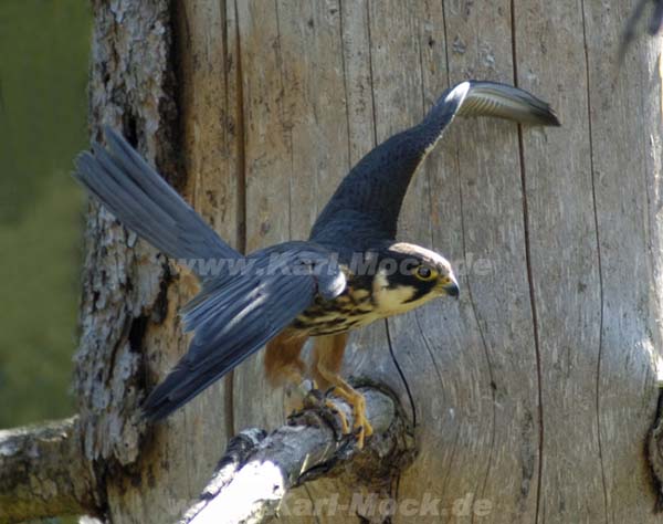 baumfalke1