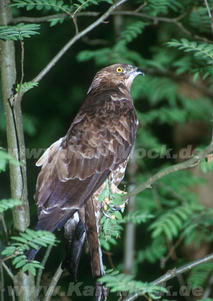 wespenbussard3