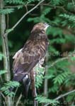 wespenbussard3