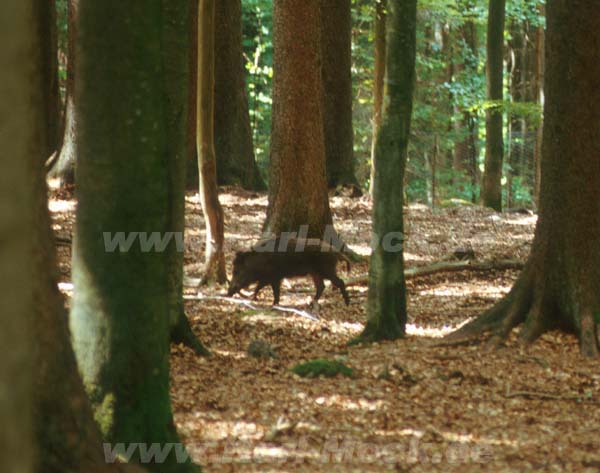 wildschwein1