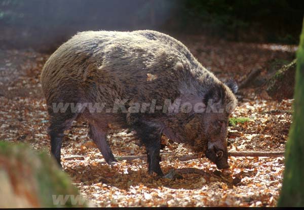 wildschwein2