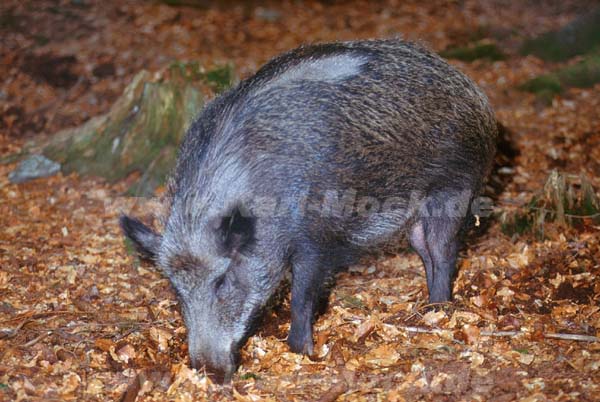 wildschwein3