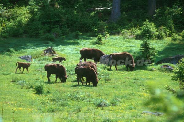 wisent