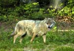 wolf3