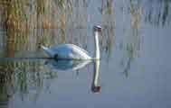 Pusta / Neusiedler See